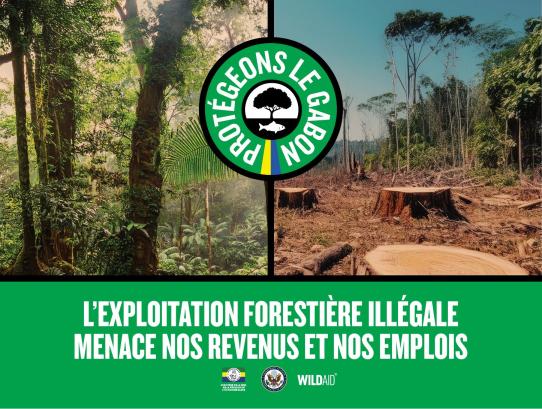 Illegal logging threatens our revenues and jobs
