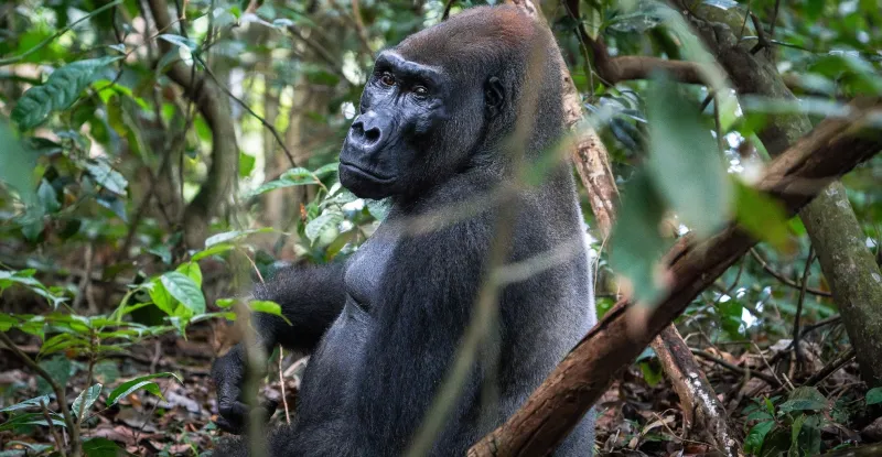 Silverback Male Western Lowland Gorilla, Loango National Park, Gabon (iStock/Peter Lytle)