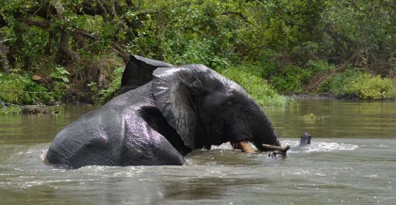 Congo basin