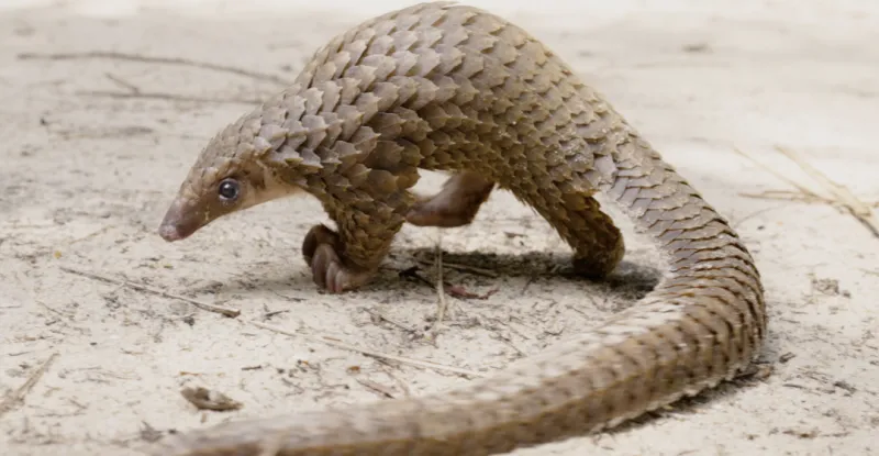 Baby pangolin