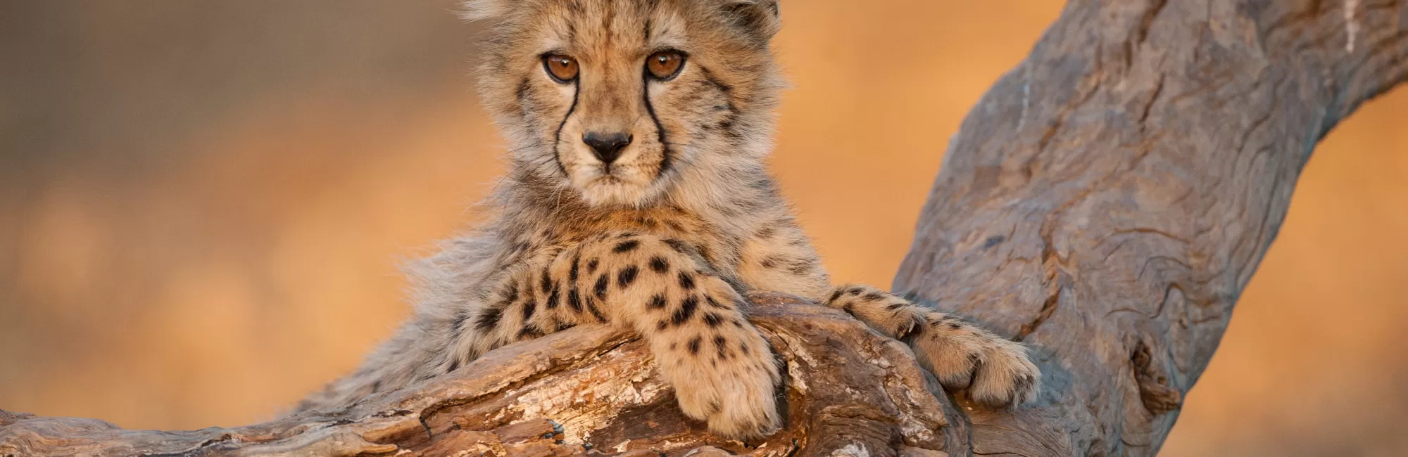 Baby cheetah, Kruger National Park, South Africa (iStock.com/StuPorts)