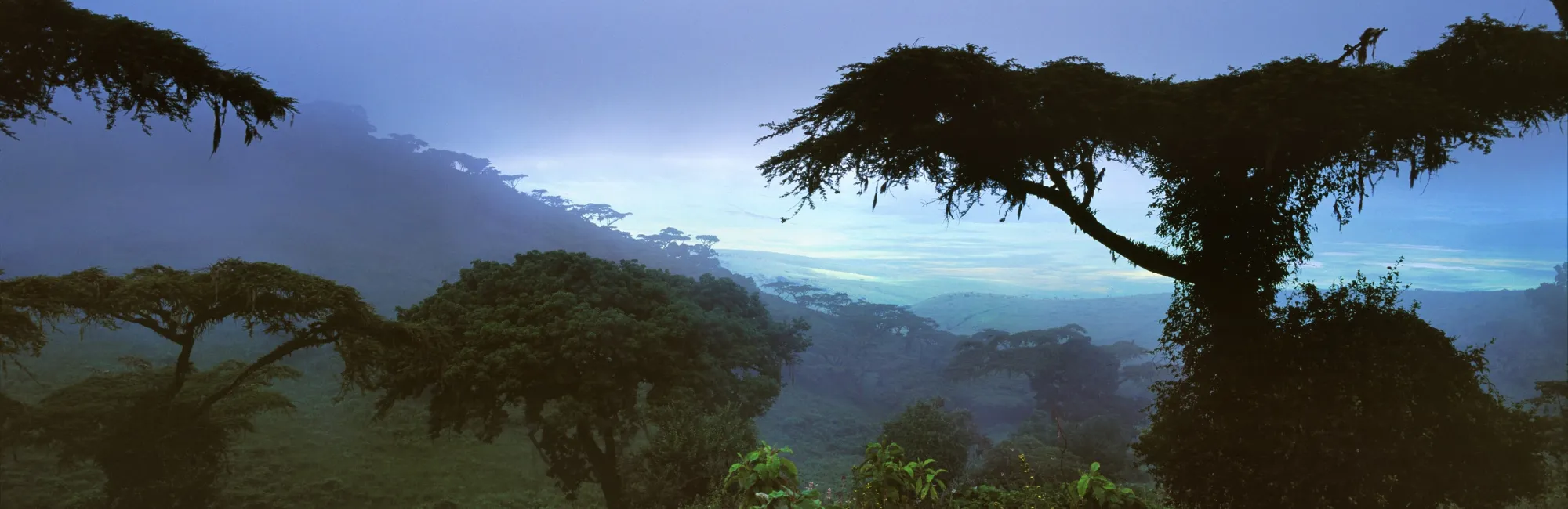 Rainforest in Gabon - iStock/Gleb Ivanov