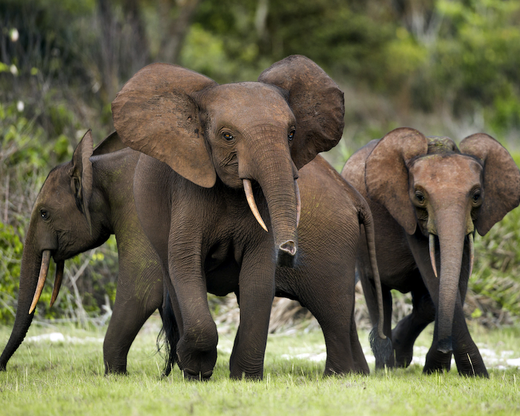 Forest elephants are smaller and more elusive than their savanna-dwelling cousins.