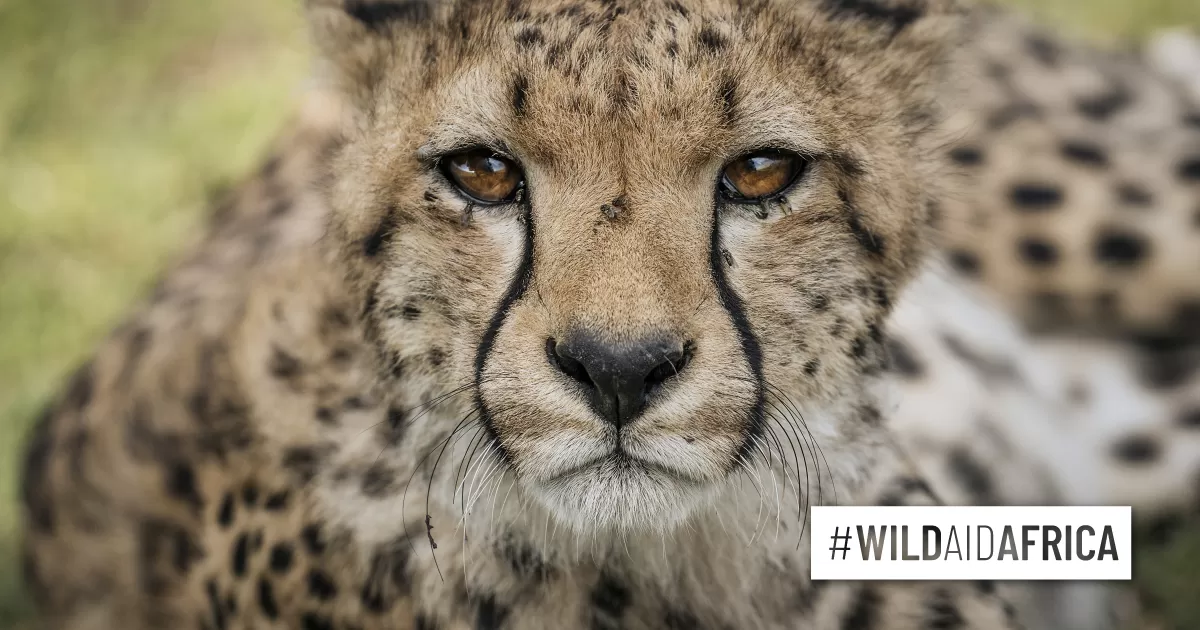 Why cheetahs will be especially vulnerable to climate change