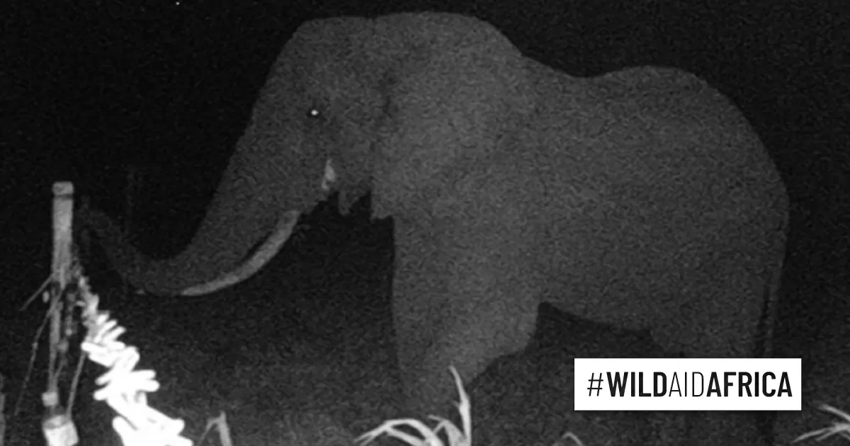 Paper “Smelly” elephant repellent A new way of reducing crop raiding